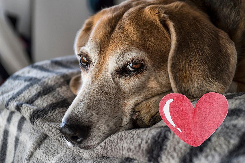 The Happiest Senior Living Center in Billings is for the Dogs