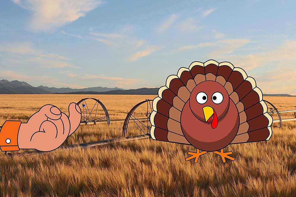 Montanans Know: These are the Best Birds for Thanksgiving Turkey