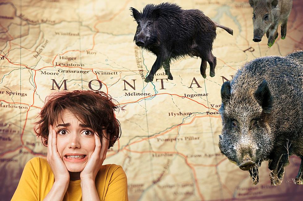Invasive, Destructive Hogs are Knocking on Two Montana Borders   