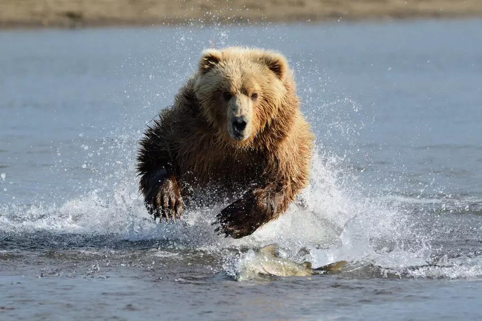 Imagine this big boy coming at you. Credit Canva