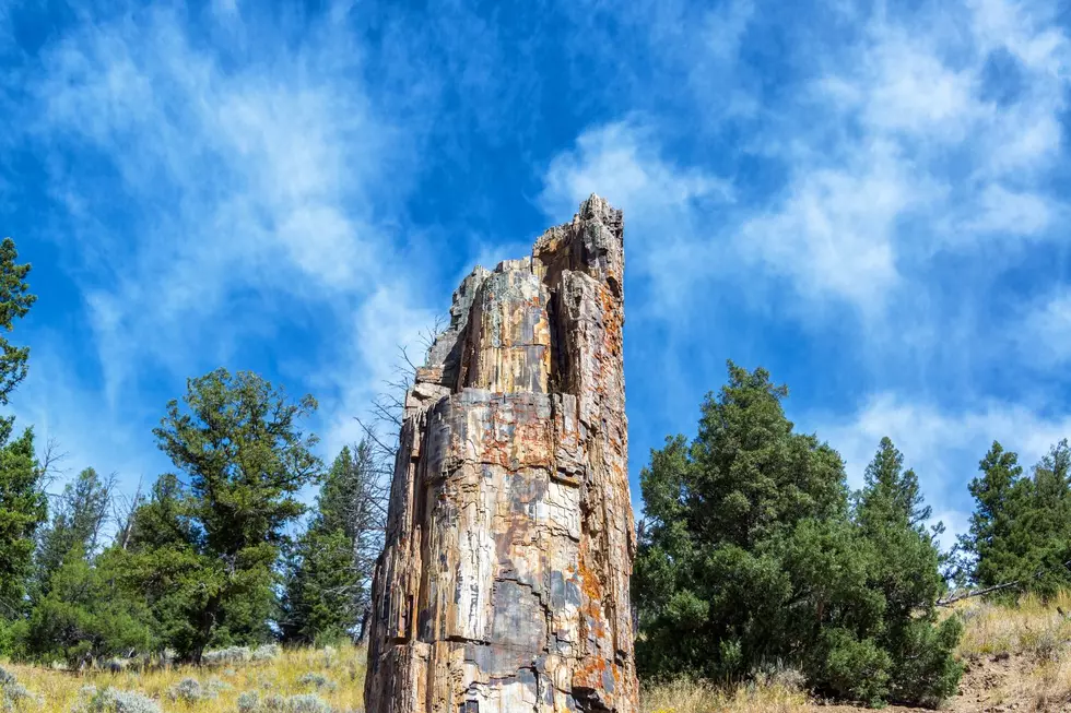 An upright petrified tree trunk in Montana