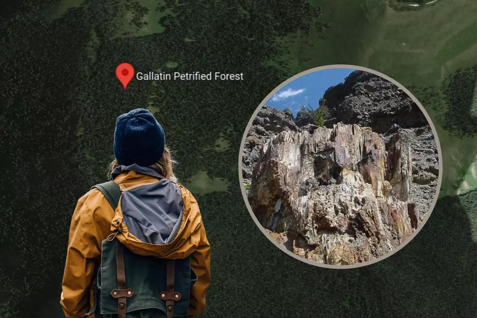 Explore Montana’s Remote Petrified Forest This Summer