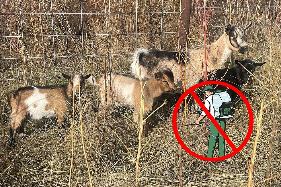 These Fun Loving Montana Goats Just Want to Eat Your Weeds