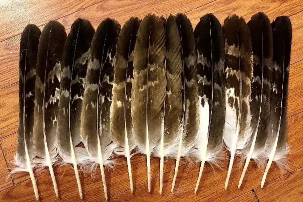 Montana Eagles Slaughtered on Flathead Rez, by Washington Man