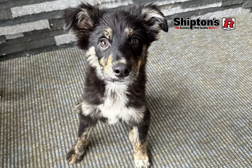 We Love That New Puppy Smell. Meet Radar, Billings&#8217; Featured Pet