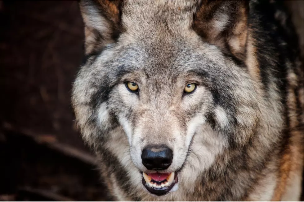 Wolves Kill Elk on Gardiner School Football Field in Montana