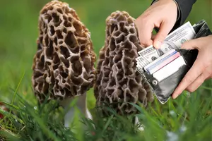 Wild Mushrooms Could Hit Record Prices this Year in Montana