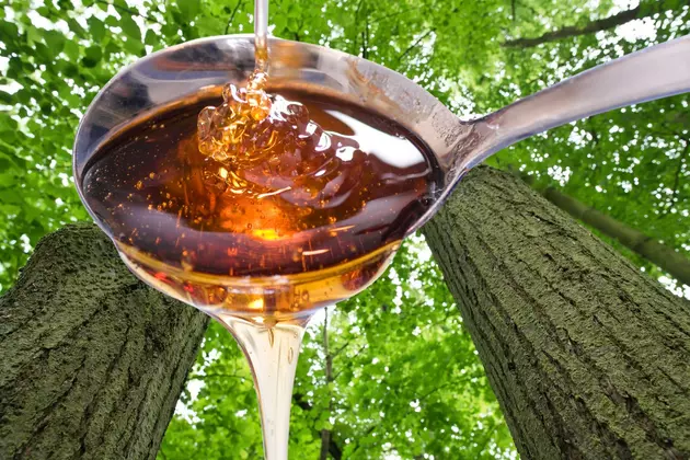 Tap Them? These Common Montana Trees are Full of Syrup Sap