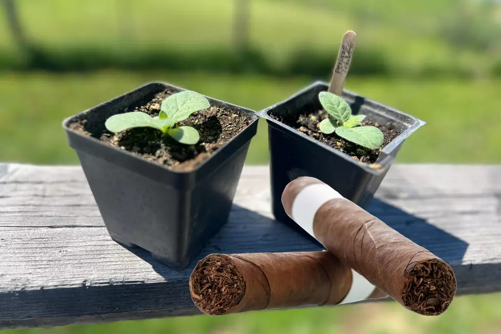 Can You Grow Tobacco in Montana? Let’s Find Out