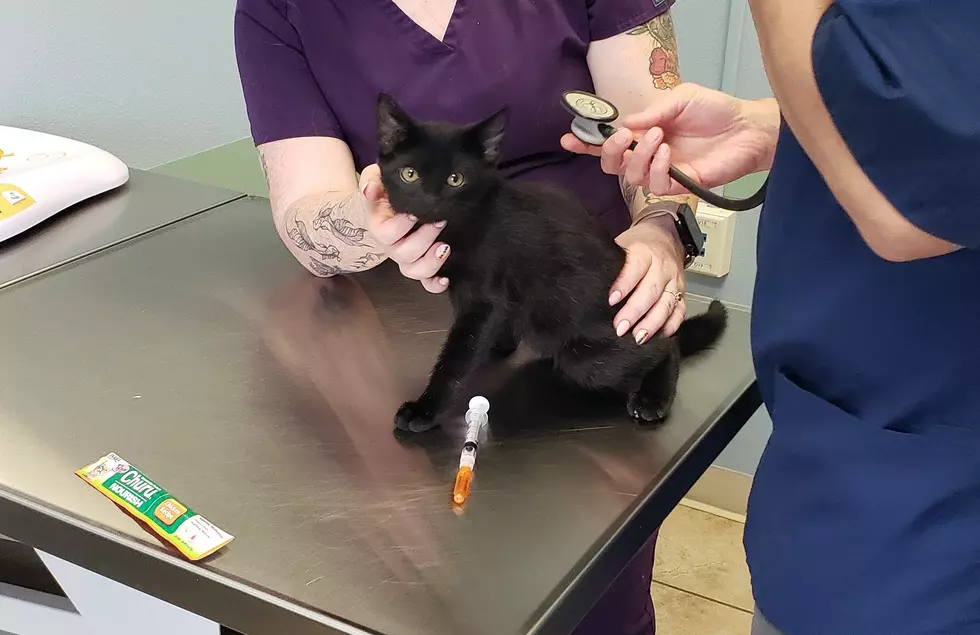 Montana's Nyx the Kitten: Vaccinated