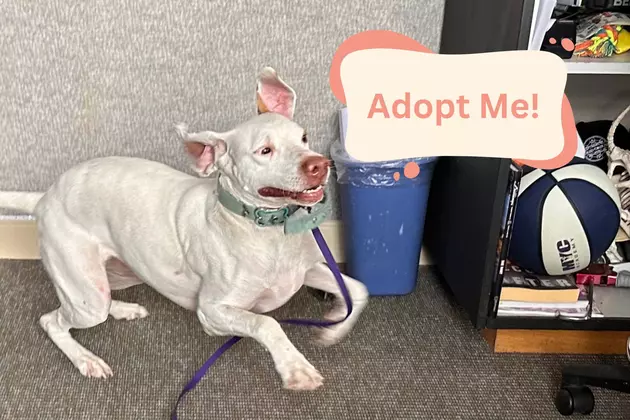 &#8216;Maple&#8217; is Sweet, Silly, and Ready to Adopt in Billings