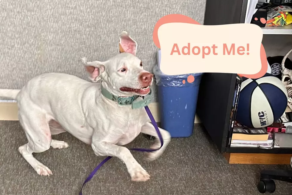 'Maple' is Sweet, Silly, and Ready to Adopt in Billings