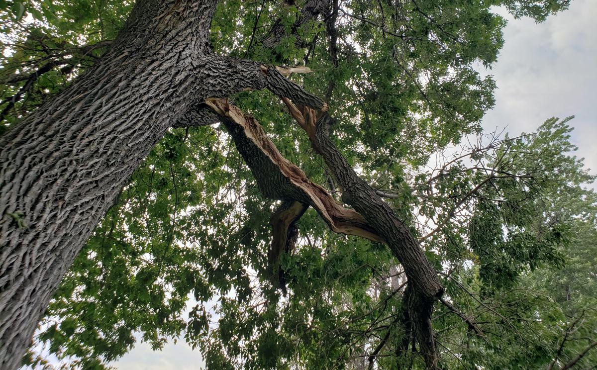 Your tree was damaged by a storm? How Billings can help you clean up