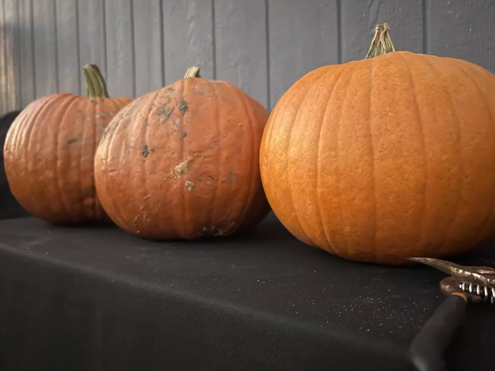 Our pumpkins. Credit Michael Foth, TSM