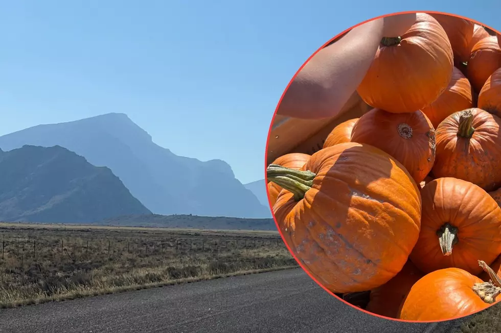 This Pumpkin Patch Is Just An Hour From Billings… It’s Awesome