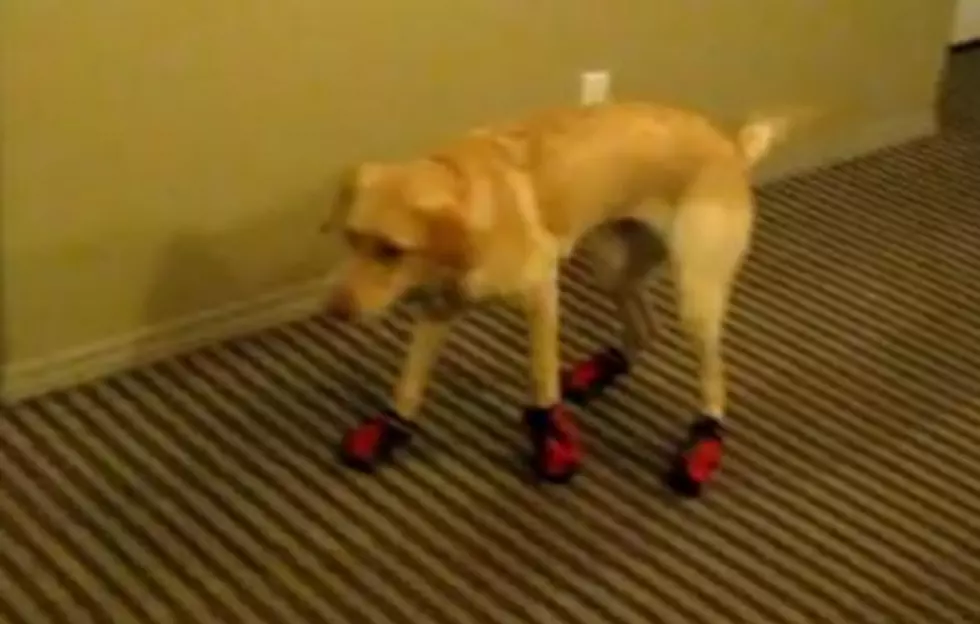 Mike&#8217;s Video Vault: Dorky Doggie Shoes [VIDEO]