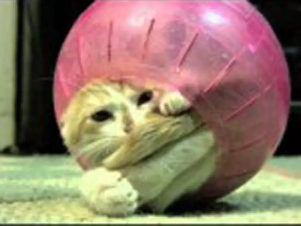 Cute Kitten Gets Stuck In A Hamster Ball [VIDEO]