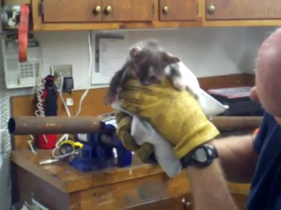 Firefighter Rescues Kitten From Inside a Pipe [VIDEO]