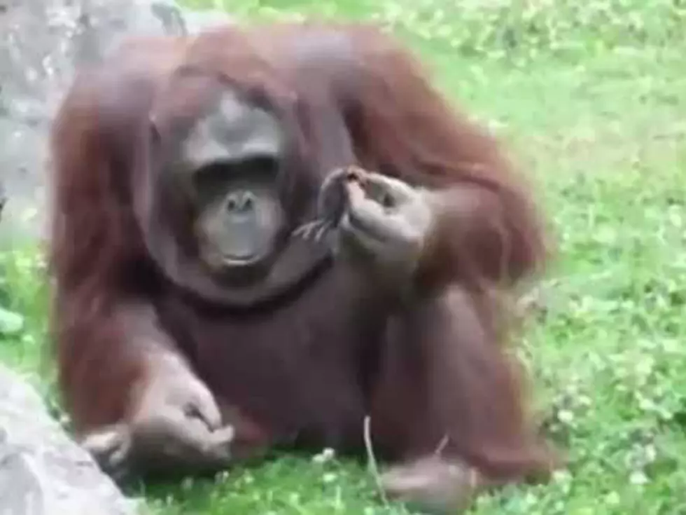 Orangutan Rescues a Drowning Baby Chick in Heartwarming Video