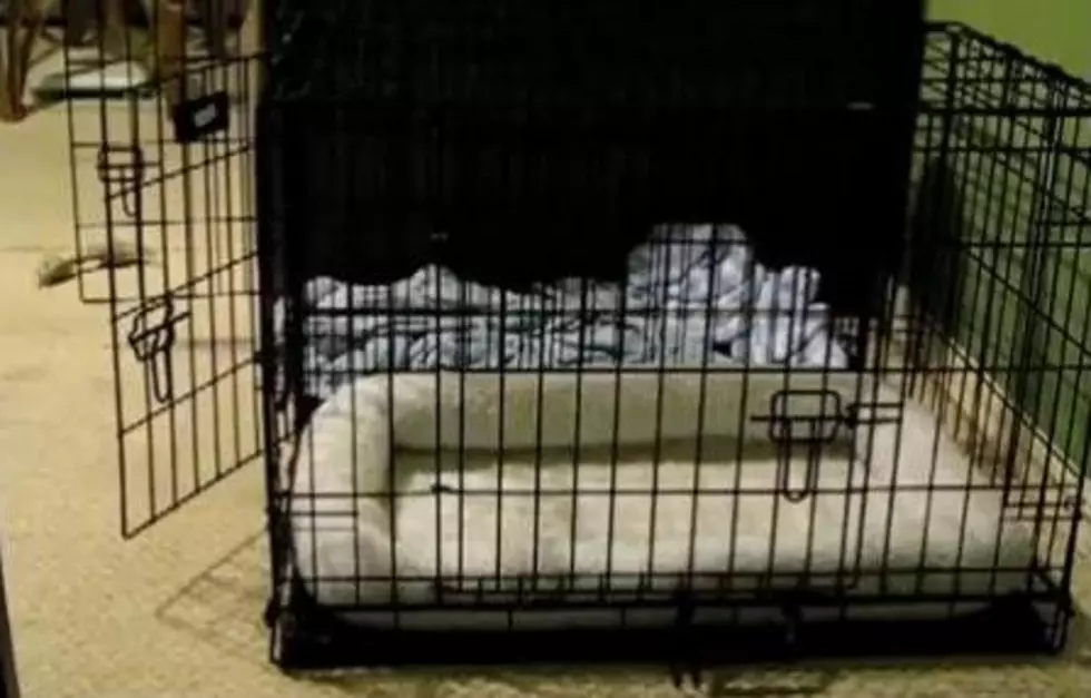 Mike’s Video Vault: Canine Cage Breakout