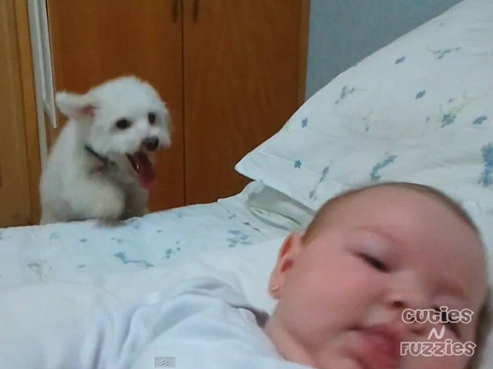 Bouncing Puppy Wants to Play Fetch With Baby [VIDEO]