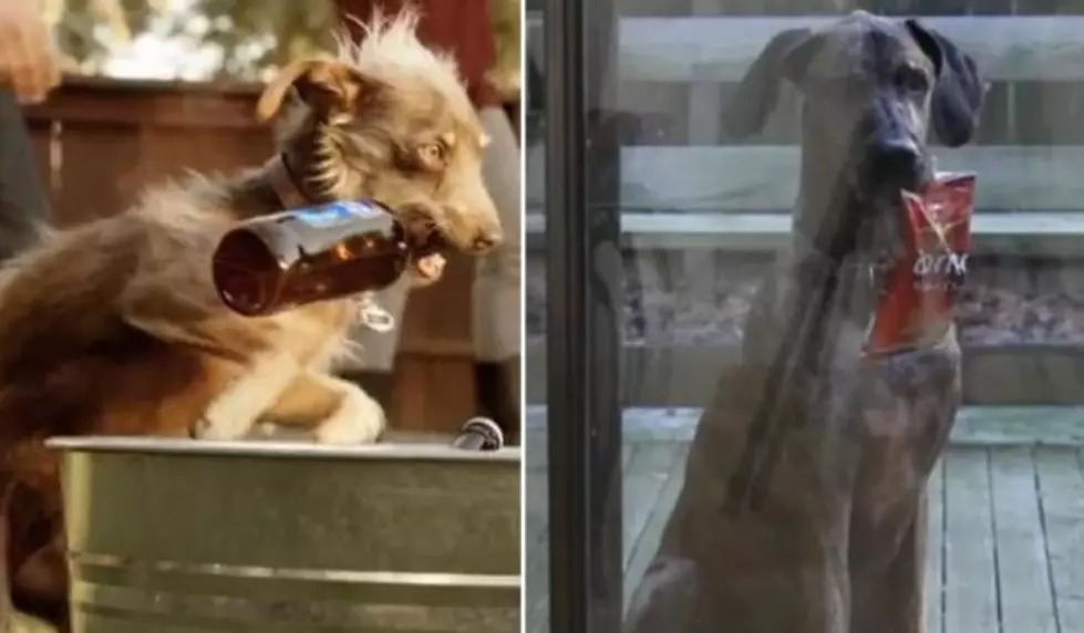 The Best Super Bowl Commercials? The Ones with a Dog