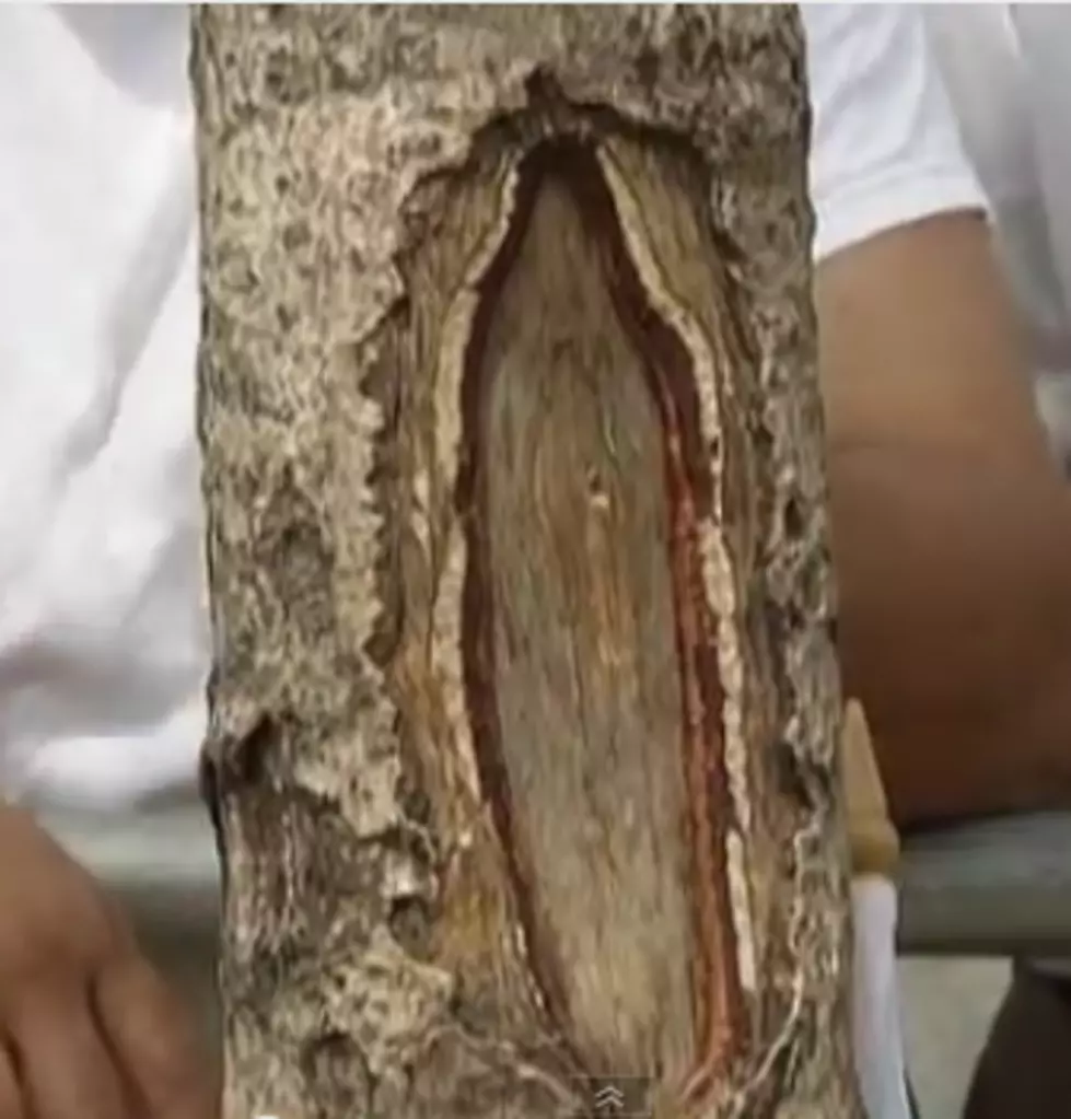 Virgin Mary Image Appears On Tree In New Jersey [Video]