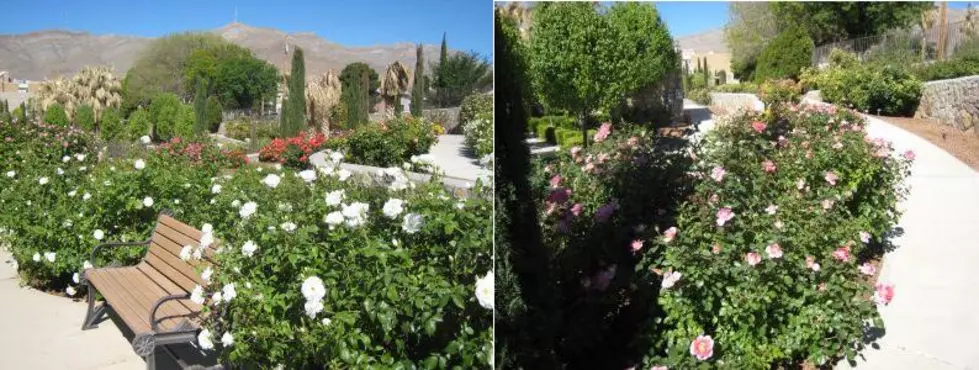 Virtual El Paso: El Paso Municipal Rose Garden