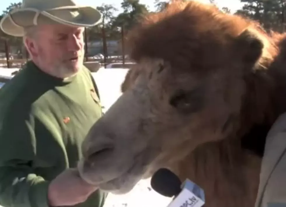 Mike’s the Stupid News: Football Predicting Camel Has Made Its Super Bowl Pick