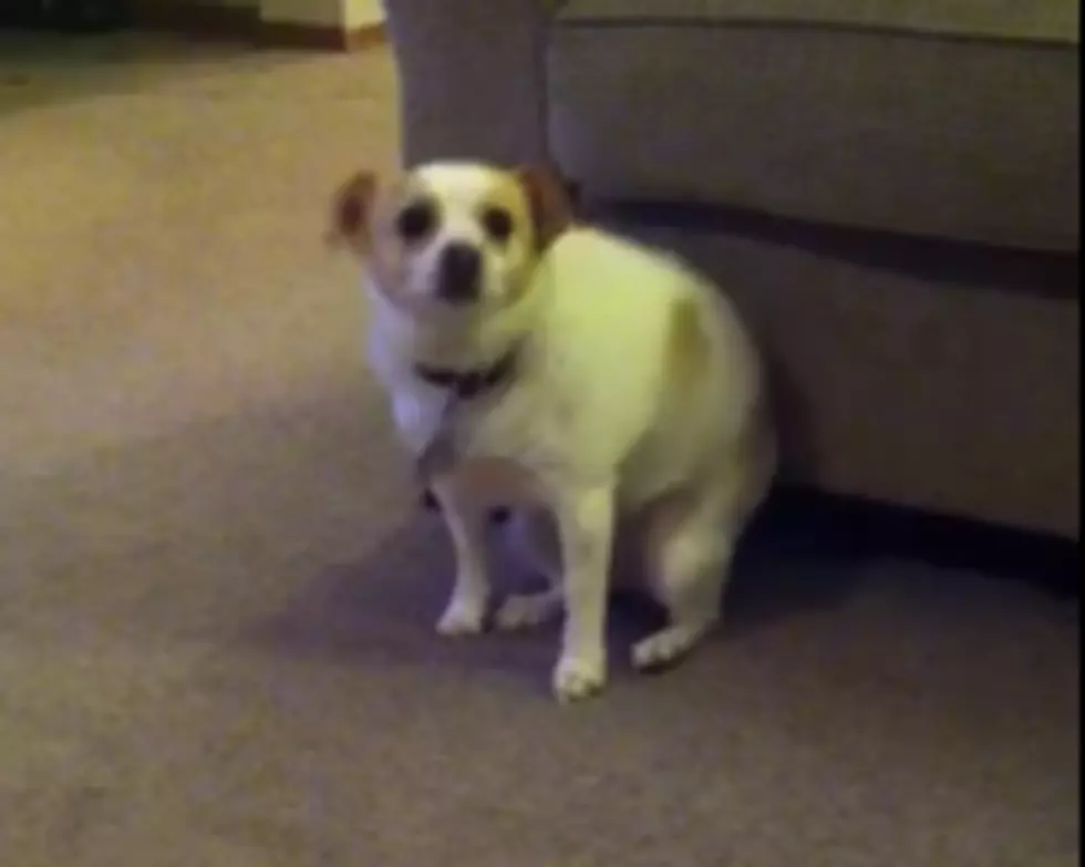 Adorable Dog Shakes It To Eminem [VIDEO]