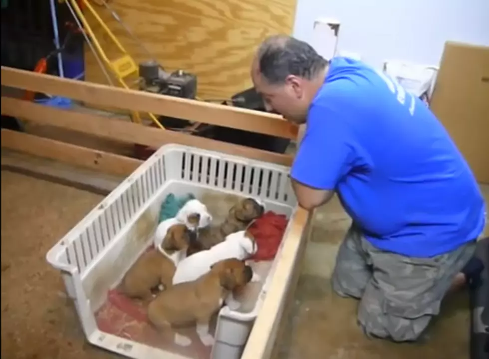 Man&#8217;s Sweet Voice Puts Adorable Puppies To Sleep [VIDEO]