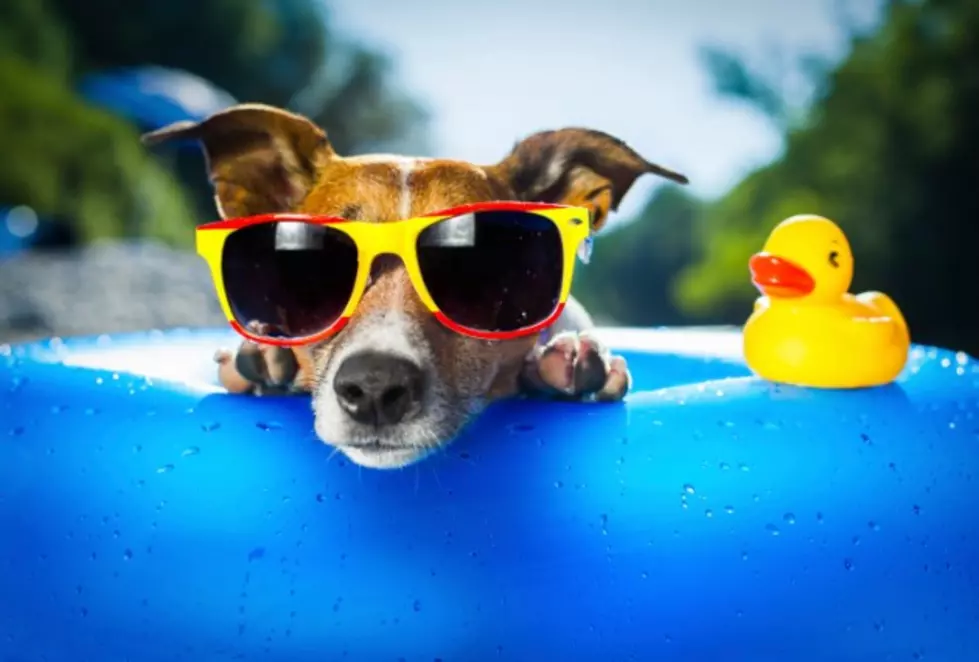 Who Let the Dogs In? El Paso Parks and Rec &#8216;Dog Swim Day&#8217; Returns This Weekend