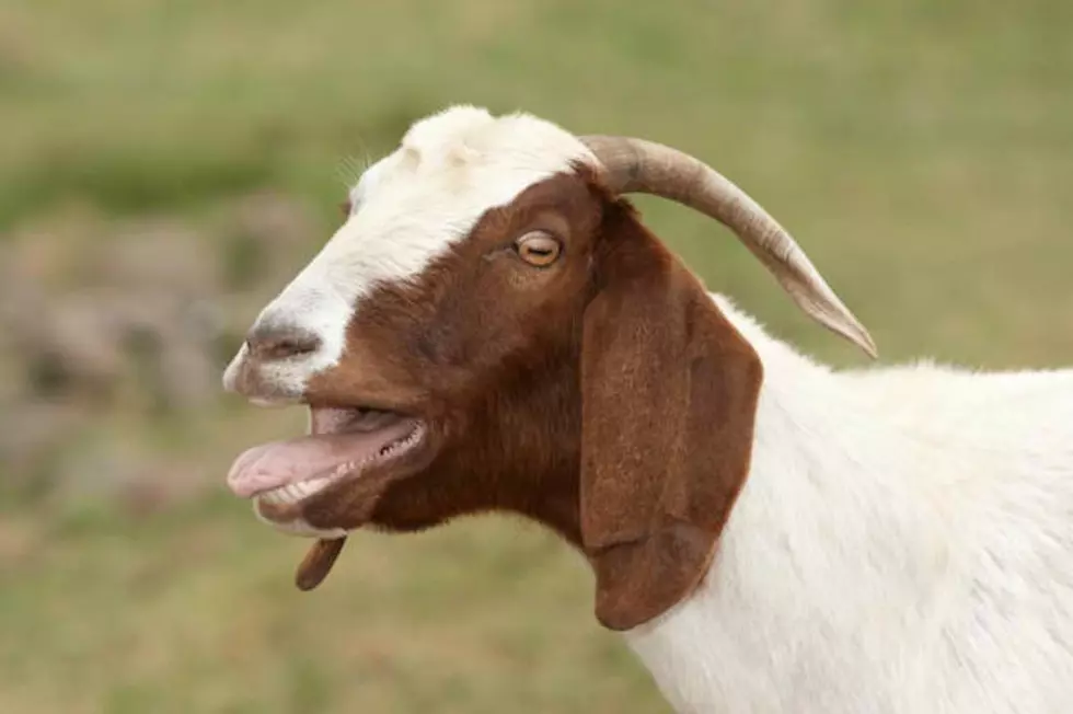 Goat Rapist Sentenced to 10-Years in Prison