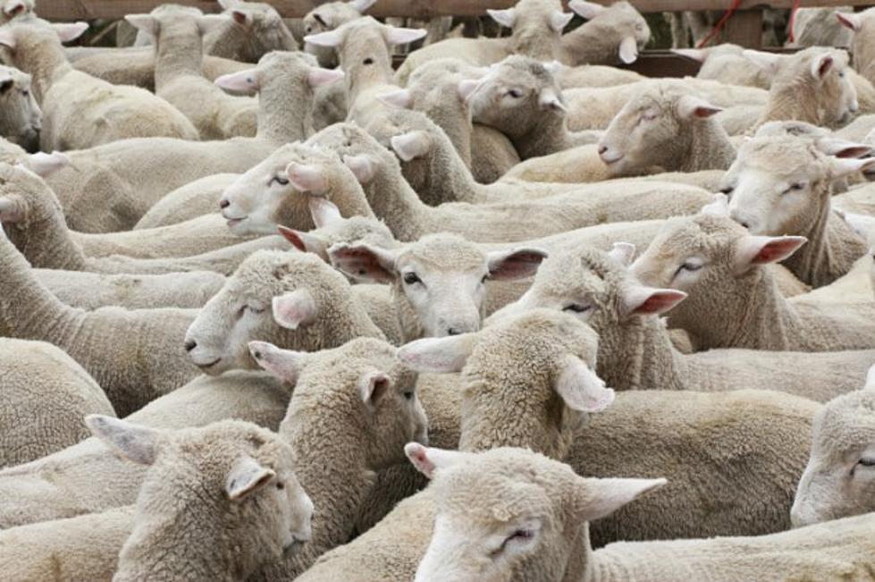 You&#8217;ll Never Guess Why Man Claims He Had Sex with Sheep