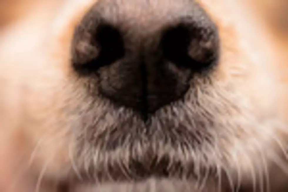 Should Dogs Be Allowed to Kiss Their Owners in the Mouth?