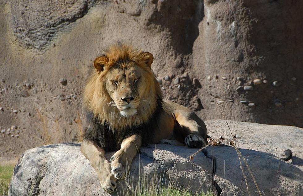 El Paso Zoo Invites You to Say “Goodbye” To Xerxes