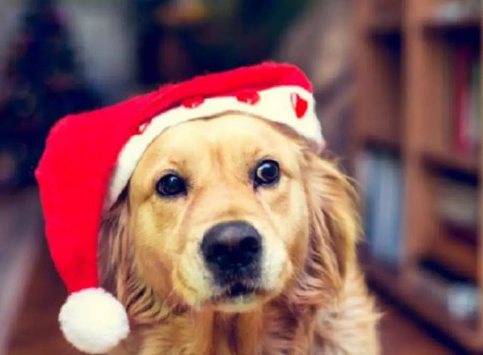 Clause & Paws