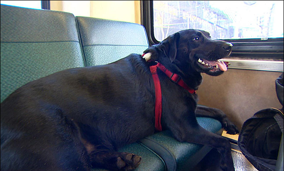 Genius Dog Rides Public Bus to Doggie Park All by Herself Every Week