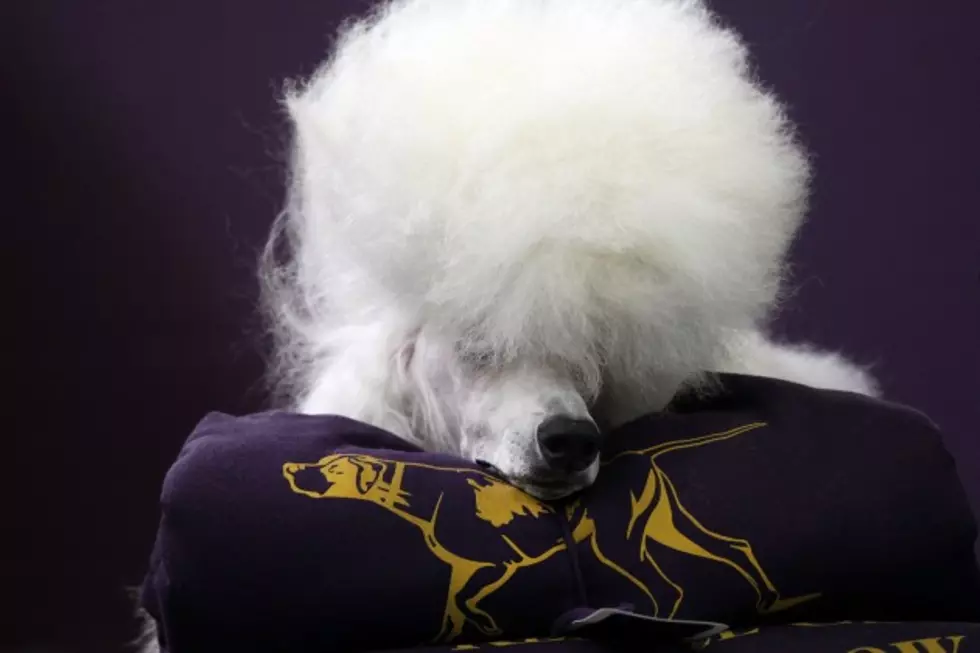 Delta Airlines &#8216;Misplaces&#8217; Show Dogs After Westminster, Owners Livid
