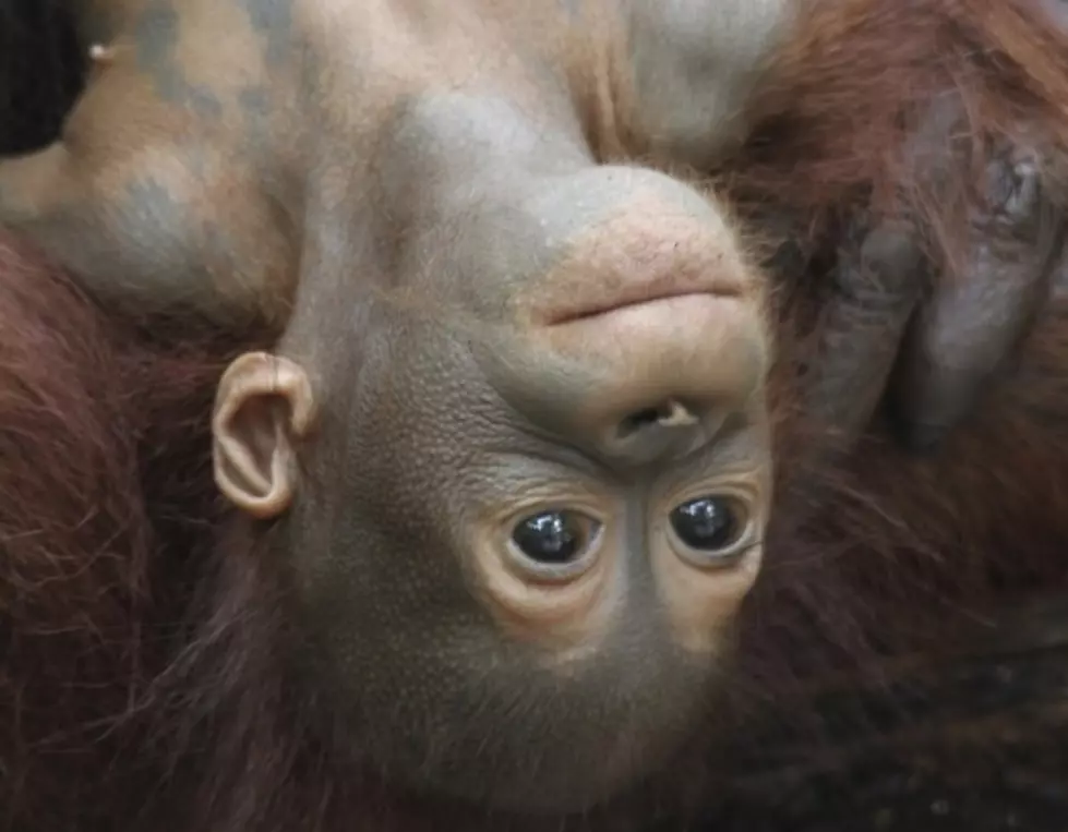 This Is the Last Week to Help the El Paso Zoo Name the New Baby Orangutan