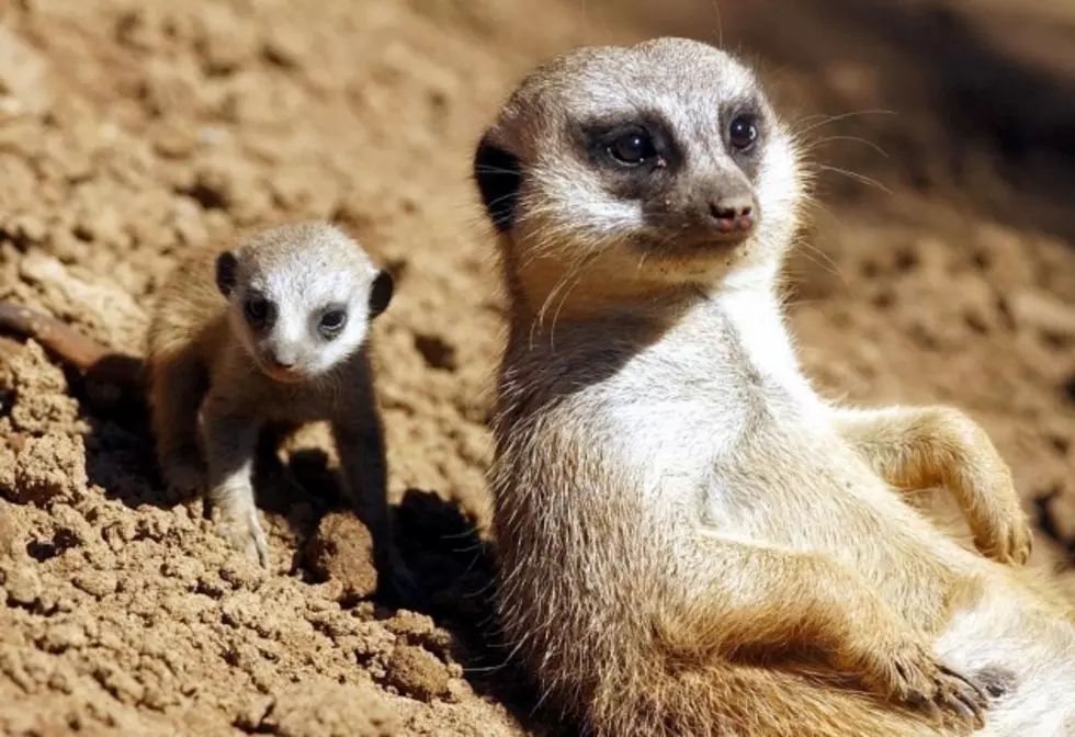 Meerkats and Giraffes Star in El Paso Zoo Livestreams