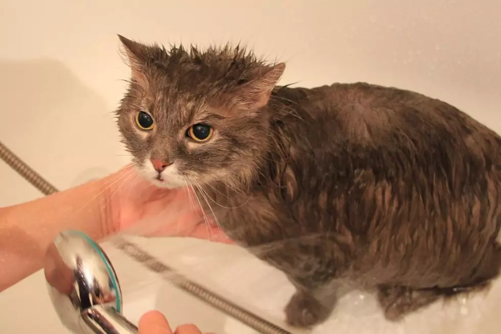 Cat Getting Bath Has Had Enough, Sounds Like It’s Saying ‘No More’