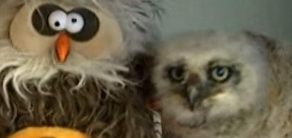 Oakley The Baby Owl Dancing To The Monster Mash Is All The Halloween You Need [VIDEO]