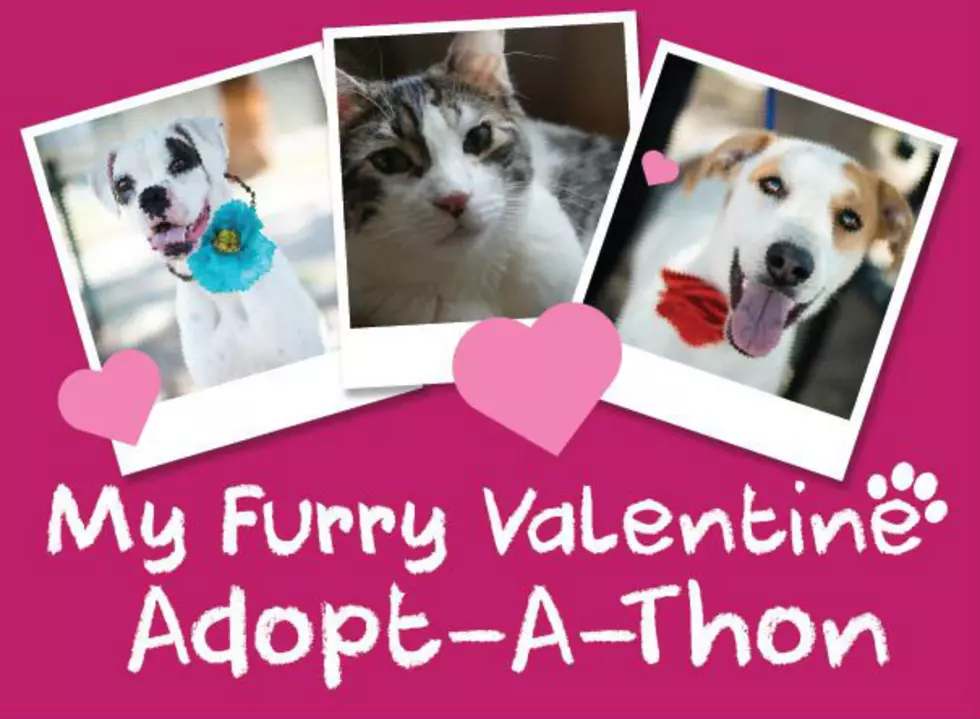 Adopt a New Pet During “My Furry Valentine Adopt-a-thon” in February