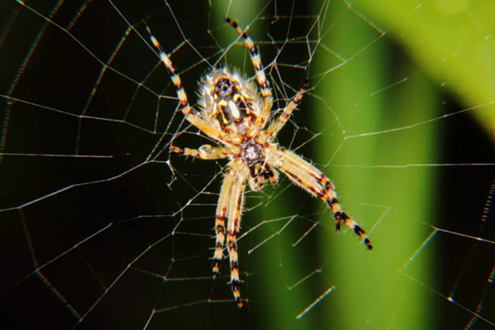 Watch the Hilarious Moment a Dad Freaks out over a Spider