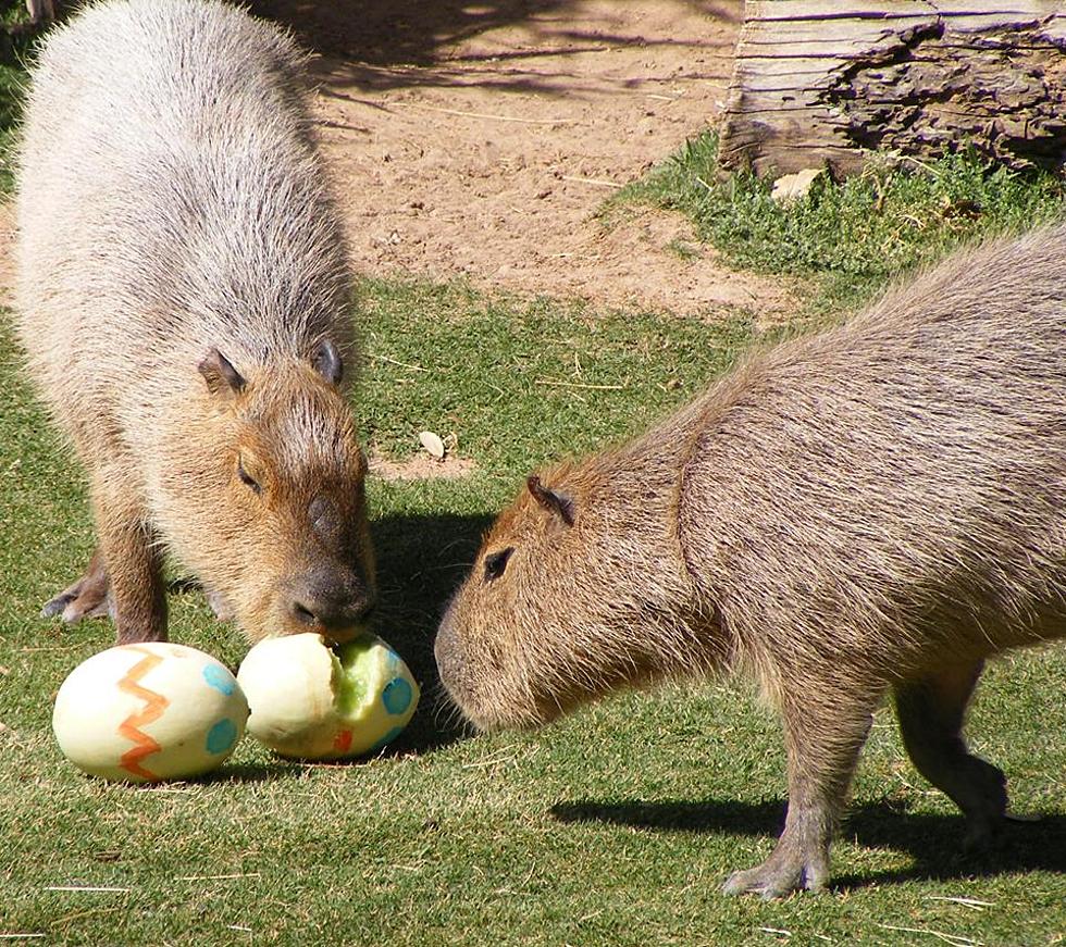 El Paso Zoo Celebrating Easter Weekend with Easter Festivities for All