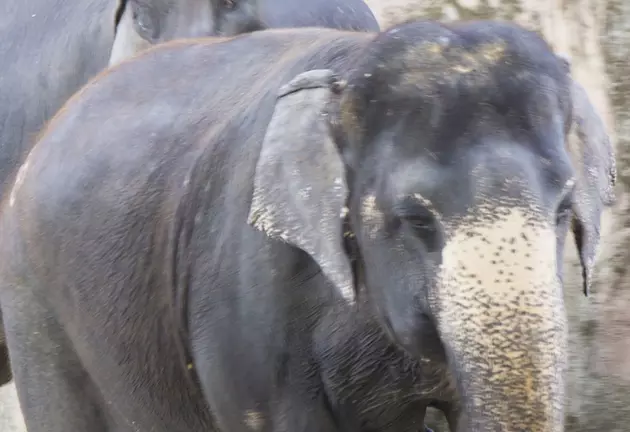 El Paso Zoo Elephants to Make Super Bowl Pick on Saturday