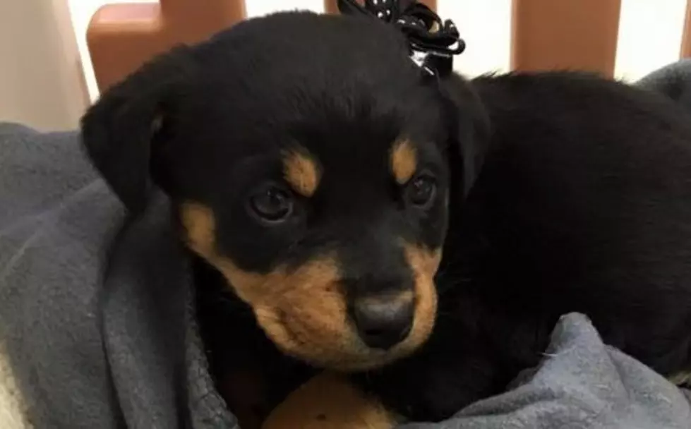 El Paso Man Saves A Puppy Before It Can Be Thrown Away In A Dumpster