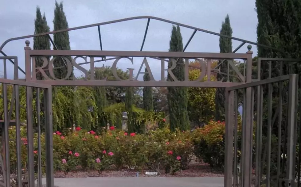 Learn How To Prune Roses Before Spring Blooms At The El Paso Rose Garden