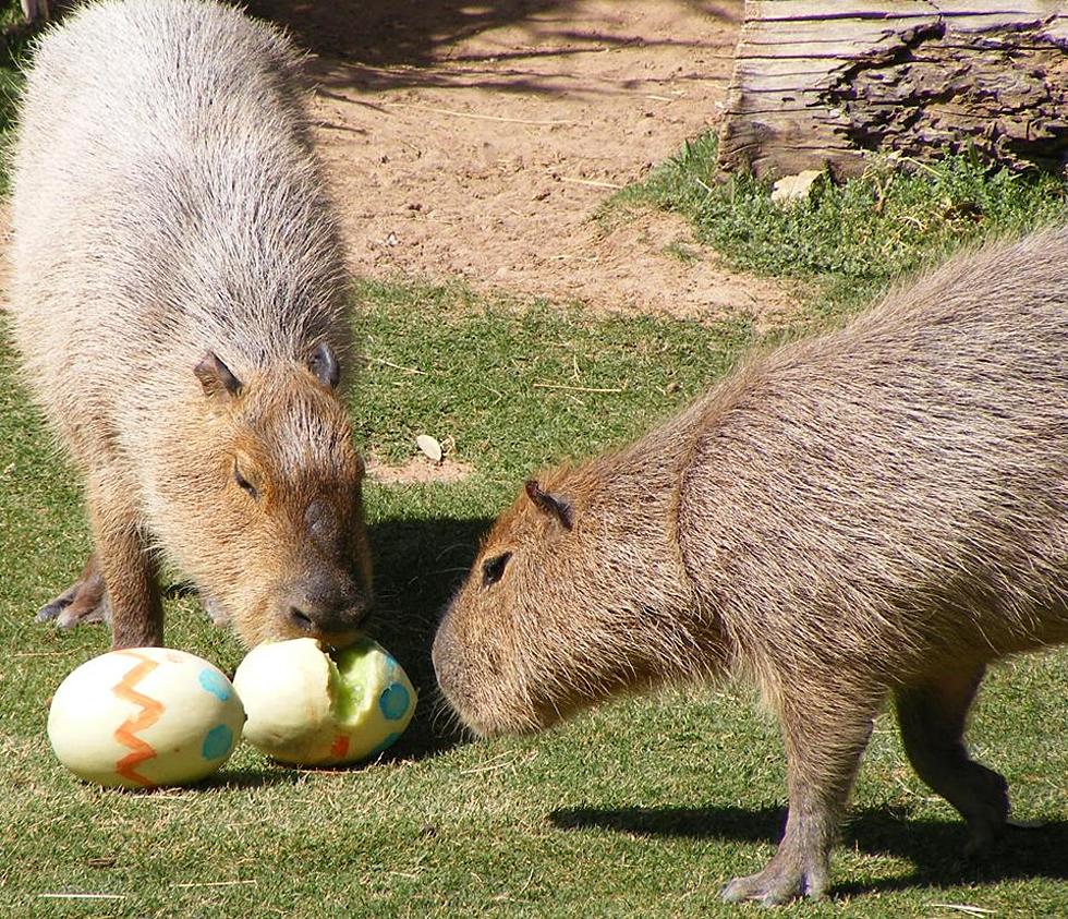 El Paso Zoo Offering Tickets in Advance of Easter Weekend